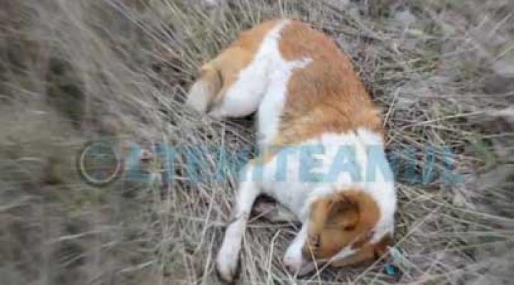 Poliţia confirmă: Cei 30 de câini din Călăraşi au fost împuşcaţi